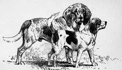 BEAGLE (LARGE) Ch. RINGWOOD F.WARDE OWNER. BEAGLE (pocket) LITTLE UN F.B. lord owner.
