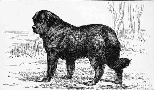 BK NEWFOUNDLAND. CH. WOLF OF BADENOCMt Mrs INGLETON owner.