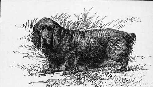 BLACK SPANIEL . CH. BRIDFORP BRILLCANT . M. WOOLLAND. OWNER.