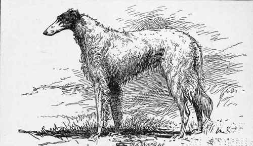 BROZOI. CH. ALEX H.R.H. PRINCESS OF WALES; OWNER.