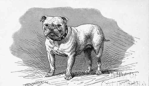 BULLDOG, CH. LADY ROZELLE C.H.LANE OWNER.