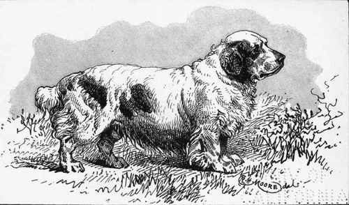 CLUMBER SPANIEL. SANDRINGHAM BUSTLER . H.R.H.PRINCE OF WALES. OWNER.