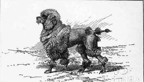 CURLY POODLE CH.RUFUS Mr R. LONG OWNER.