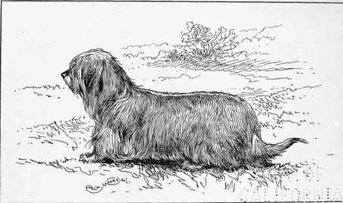 DROPEARED SKYE CM. BALLOCHMYLE BASHRH. SIR CLAUDE ALEXANDER BART owner.