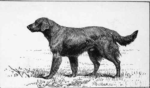 FLAT COATED RETRIEVER CH. RIGHT AWAY S.E.SHIRLEY OWNER.
