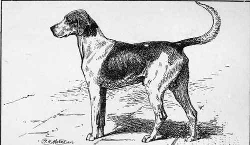 FOXHOUND MARKSMAN PYTCHLEY HUNT.