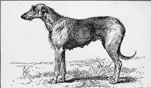 IRISH WOLFHOUND CH. SHEELAH CAP GRAHAM owner