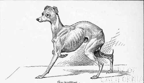 ITALIAN GREYHOUND CH. LARK FIELD LEVERET P.TURNER , OWNER.