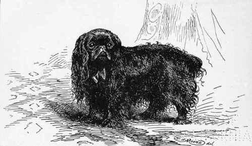 KING CHARLES SPANIEL CH. LAUREATE ,Mrs MCLAREN MORRISON.OWNER.