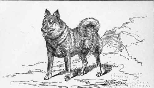 NORWEGIAN ELKHOUND JAEGER LADY CATHCART OWNER.