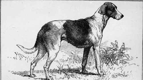 STAGHOUND RUBY ROYAL KENNEL ASCOT. HER MAJESTY QUEEN VICTORIA OWNER.