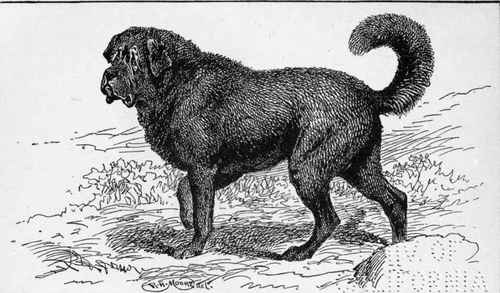 TIBET SHEEP DOG SIRING H.R.H. PRINCE of WALES OWNER.