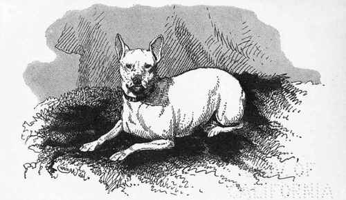 TOY BULL TERRIER  LILY  C.H.LANE OWNER.