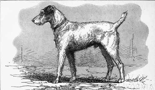 WIREHAIRED FOXTERRIER