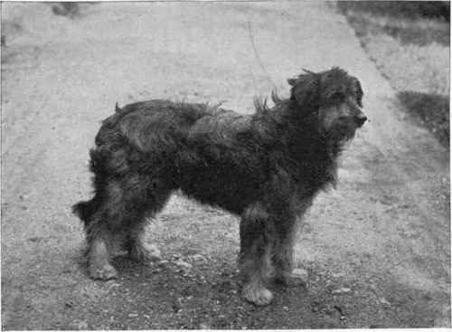 A Bearded Collie.