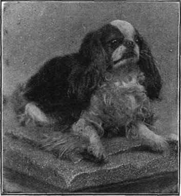 Blenheim Spaniel.