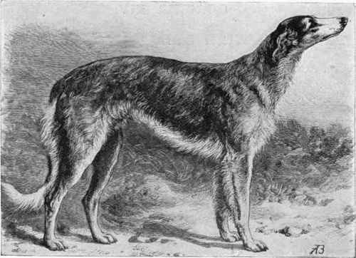 Circassian Orloff Hound, Domovoy.