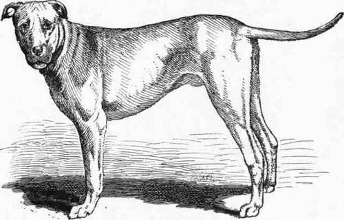 Cuban Bloodhound.