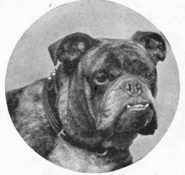 Head of Champion Boomerang.