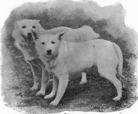 Iceland Dogs.