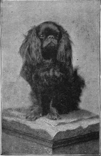 King Charles Spaniel.