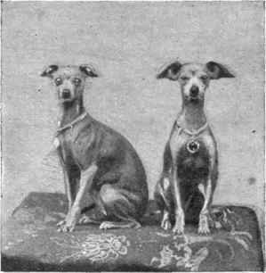 Miss Mackenzie's Italian Greyhounds Champion Stellio and Vino.