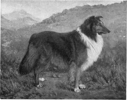 Mr. A. H. Megson's Rough Collie Champion Ormskikk Emerald.