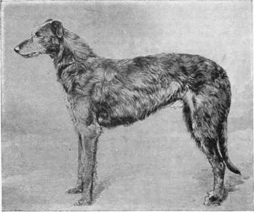 Mr. R. Hood Wright's Scotch DeerhoundiSelwoodDhouran.