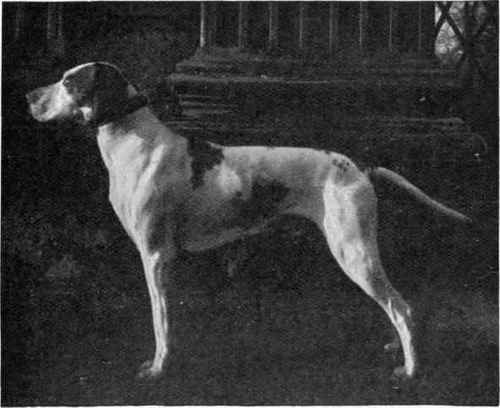 Mr. W. Arkwright's Pointer Champion Sandbank.