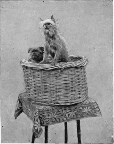 Mrs. Handley Spicer's Griffon Bruxellois Champion Top o' the Tree and Copthorne Pasha.