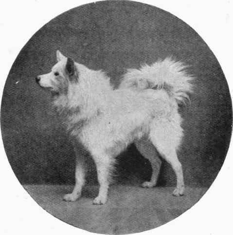 Samoyede Dog.