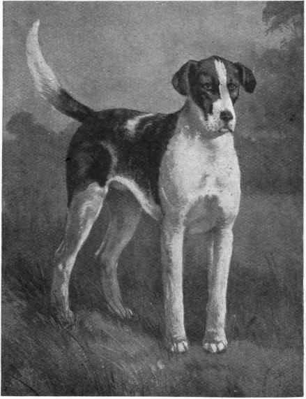 The Foxhound.