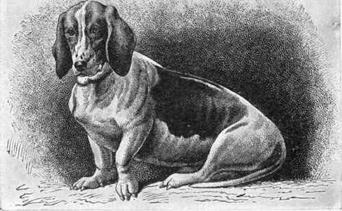 The Late Sir Everett Millais's Smooth Basset Model.