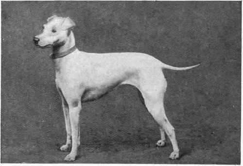 The White English Terrier.