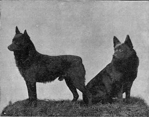 Typical Schipperkes.