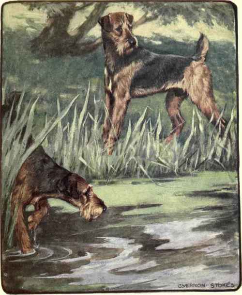 The Aieedale Terrier.