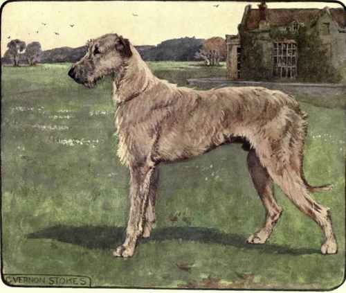The Irish Wolfhound.