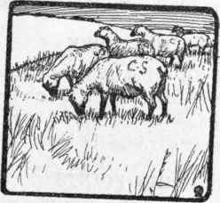 The Old English Sheepdog 40