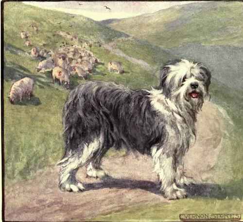 The Old English Sheepdog.