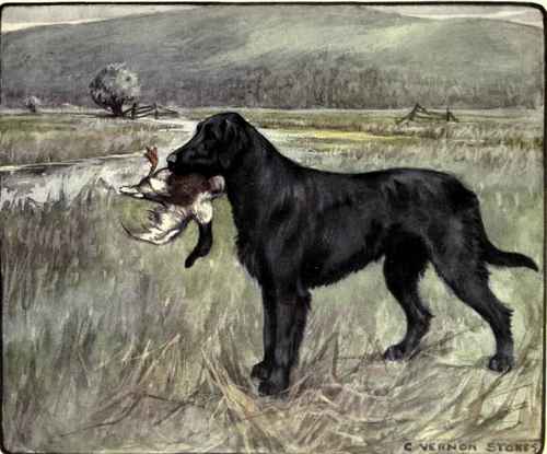 The Retriever.