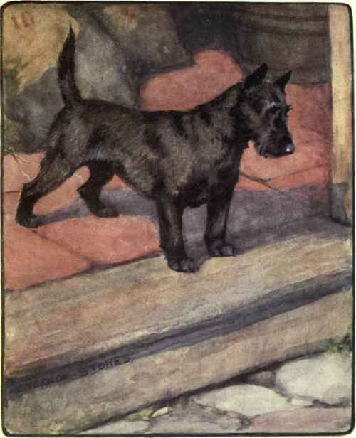 The Scottish Terrier.