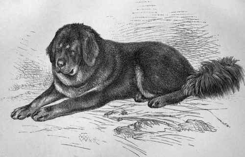 H.R.H. THE PRINCE OF WALES'S THIBET MASTIFF  SIRING. Imported.