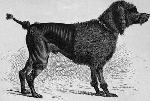 MADAME FELIX'S POODLE SIR BEVYS. Pedigree unknown.