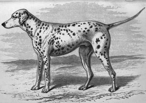 MR. A. G. JAMES' DALMATIAN SPOTTED DICK (K.C.S.B. 8496). Sire Mr. Alderman Humphries' Ben Dam Mr. Fayne's Nell, by Capt. Tarrant's Bob.