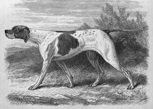 MR. G. THORPE BARTRAM'S POINTER BITCH STELLA. Sire Sancho (K.C.S.B. 1004)   Dam Bess, by Hamlet.