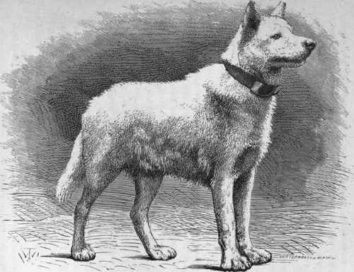 MR. J. ANGELL'S NORTH AMERICAN WOLF DOG GARRY (K.C.S.B. 8798). Imported.