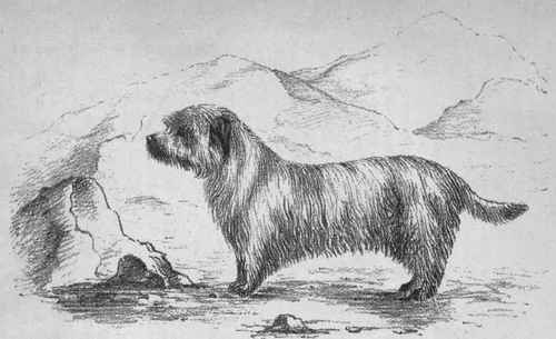 MR. R. READ'S SKYE TERRIER ROSENEATH.