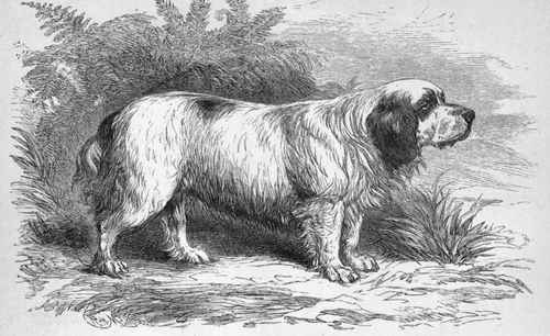 MR. W. ARKWRIGHT'S CLUMBER SPANIEL LAPIS. Sire Duke of Portland'sBob   Dam Floss (K.C.S.B. 4397).