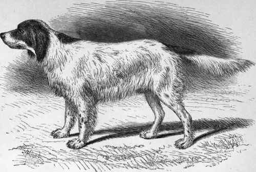 MR. WARDLAW REID'S LAVERACK SETTER SAM. Sire Dash II. (K.C.S.B. 1341) Dam Moll III, by Fred I out of Belle II