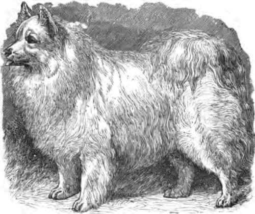 A SPITZ DOG.